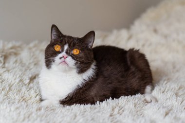 Komik İngiliz Shothair bicolor kedisinin portresi 