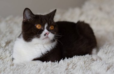 Komik İngiliz Shothair bicolor kedisinin portresi 