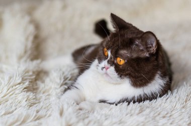 Komik İngiliz Shothair bicolor kedisinin portresi 