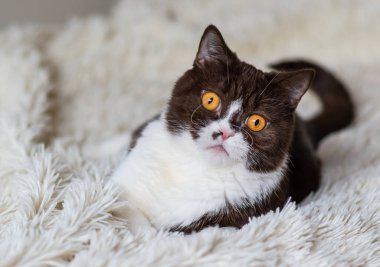 Komik İngiliz Shothair bicolor kedisinin portresi 