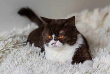 Kızgın İngiliz Shothair bicolor kedisinin portresi 