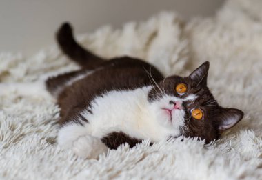 Komik İngiliz Shothair bicolor kedisinin portresi 