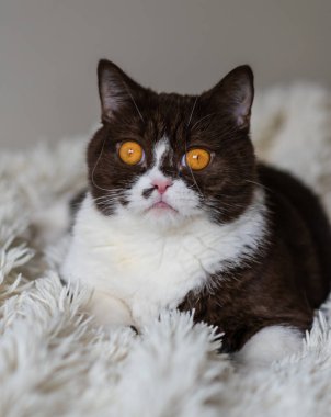 Komik İngiliz Shothair bicolor kedisinin portresi 