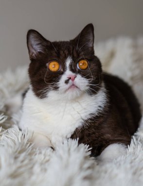 Komik İngiliz Shothair bicolor kedisinin portresi 