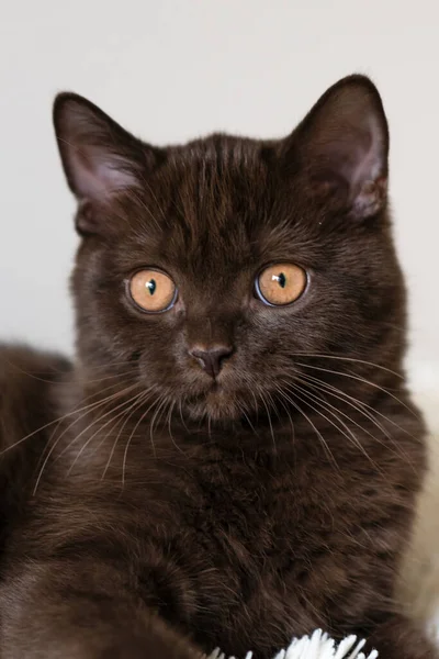 Bonito Chocolate Britânico Shorthair Gatinho Foco Suave Seletivo — Fotografia de Stock