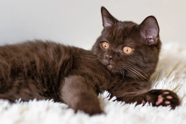 Bonito Chocolate Britânico Shorthair Gatinho Foco Suave Seletivo — Fotografia de Stock