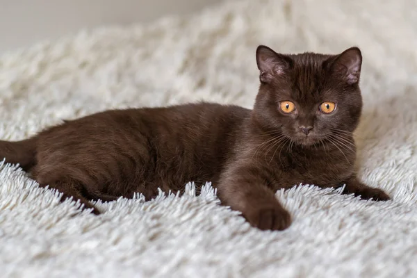 かわいいチョコレート英国の短髪子猫選択的なソフトフォーカス — ストック写真