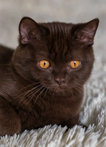 Cute Chocolate British Shorthair Kitten Selective Soft Focus — Stock Photo, Image