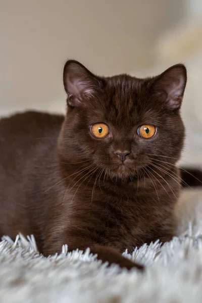 Lindo Chocolate Británico Taquigrafía Gatito Selectivo Suave Foco — Foto de Stock