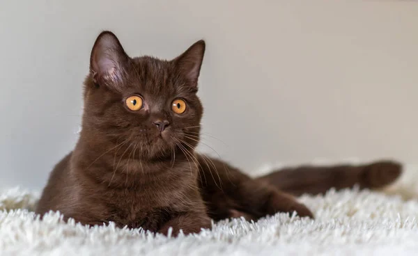 Mignon Chocolat Britannique Chaton Shorthair Focus Doux Sélectif — Photo