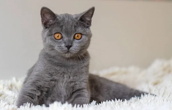 可爱的英国短毛蓝猫选择性软焦点 — 图库照片