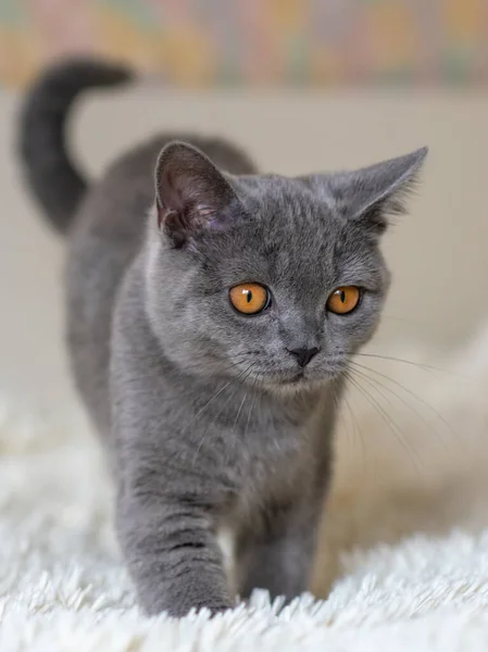 Bonito Britânico Shorthair Azul Gatinho Seletivo Suave Foco — Fotografia de Stock