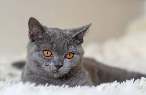 Şirin Ngiliz Kısa Hava Mavi Kedi Yavrusu Seçici Yumuşak Odak — Stok fotoğraf