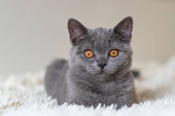 Bonito Britânico Shorthair Azul Gatinho Seletivo Suave Foco — Fotografia de Stock