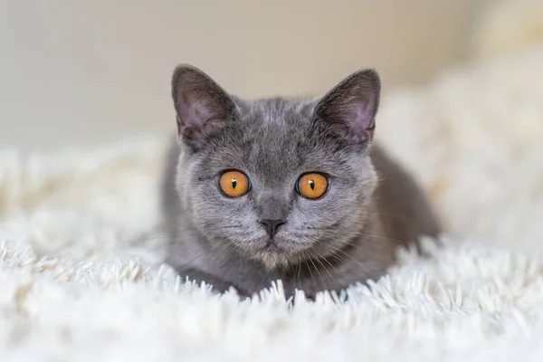 귀여운 영국짧은 파란색 고양이 선택적 부드러운 — 스톡 사진