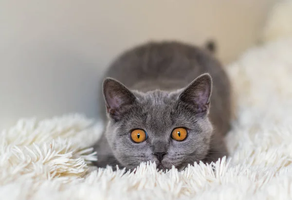 Bonito Britânico Shorthair Azul Gatinho Seletivo Suave Foco — Fotografia de Stock