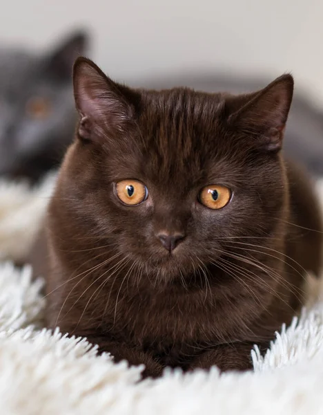 귀여운 초콜릿 축소판짧은 고양이 선택적 부드러운 — 스톡 사진