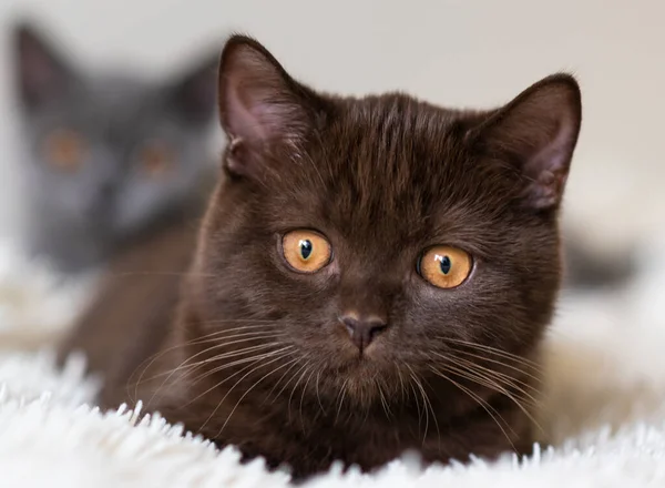 Lindo Chocolate Británico Taquigrafía Gatito Selectivo Suave Foco — Foto de Stock