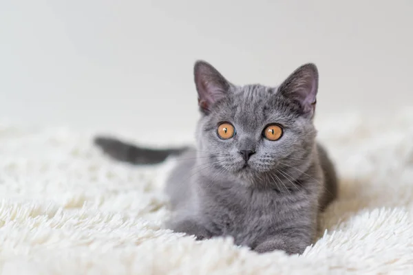 Lindo Británico Taquigrafía Azul Gatito Selectivo Suave Foco — Foto de Stock