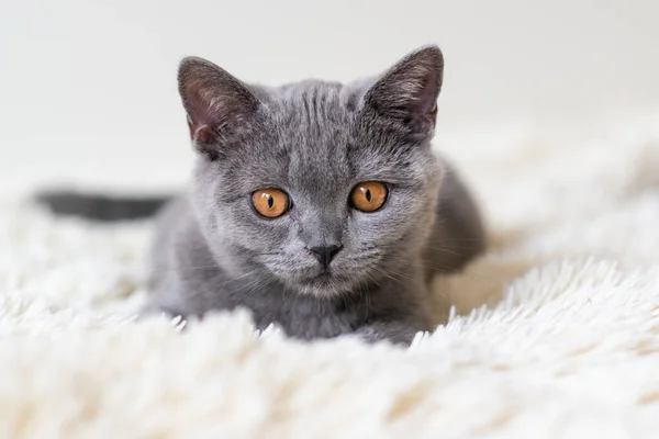 Cute British Shorthair Blue Kitten Selective Soft Focus — Stock Photo, Image