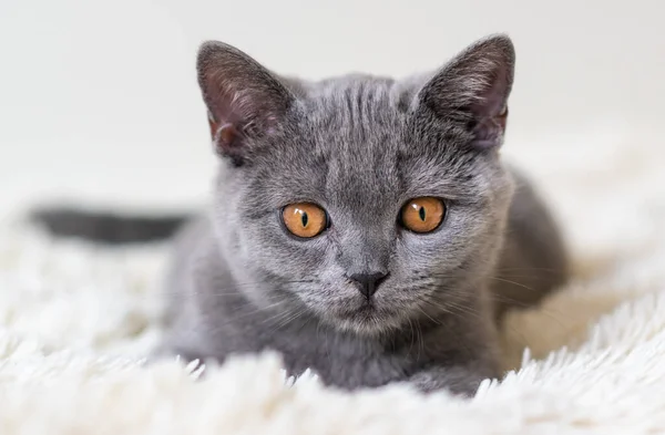 Bonito Britânico Shorthair Azul Gatinho Seletivo Suave Foco — Fotografia de Stock