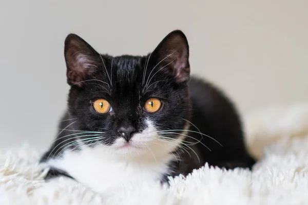 Bicolor Británico Taquigrafía Gatito Negro Blanco Gato Emociones Graciosas Enfoque —  Fotos de Stock