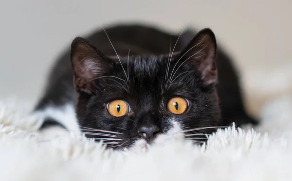 Bicolor Británico Taquigrafía Gatito Negro Blanco Gato Emociones Graciosas Enfoque — Foto de Stock
