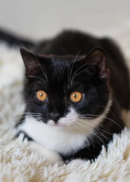 Bicolor Británico Taquigrafía Gatito Negro Blanco Gato Emociones Graciosas Enfoque — Foto de Stock