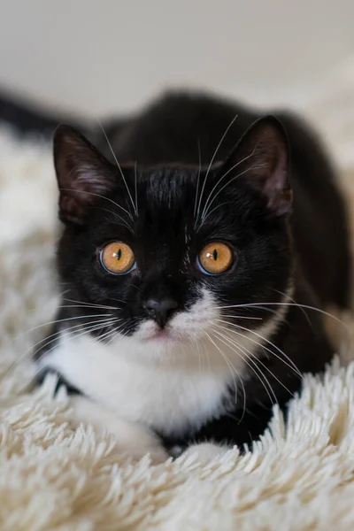 Bicolor British Shorthair Kitten Black White Cat Funny Emotions Selective — Stock Photo, Image