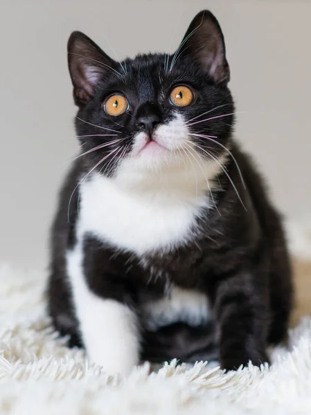 Bicolor Británico Taquigrafía Gatito Negro Blanco Gato Emociones Graciosas Enfoque — Foto de Stock