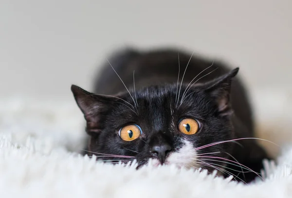 Bicolor Británico Taquigrafía Gatito Negro Blanco Gato Emociones Graciosas Enfoque — Foto de Stock