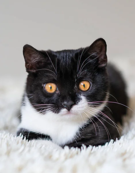 Bicolor Británico Taquigrafía Gatito Negro Blanco Gato Emociones Graciosas Enfoque — Foto de Stock