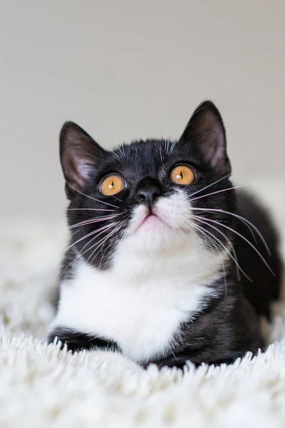 英国の短毛の子猫 黒と白の猫のバイカラー 変な感情だ 選択的焦点 — ストック写真