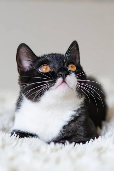 Δίχρωμη Βρετανίδα Κοντή Γάτα Ασπρόμαυρη Γάτα Παράξενα Συναισθήματα Επιλεκτική Εστίαση — Φωτογραφία Αρχείου