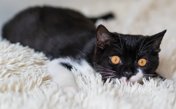 Zweifarbige Britische Kurzhaarkatze Schwarz Weiße Katze Lustige Emotionen Selektiver Fokus — Stockfoto