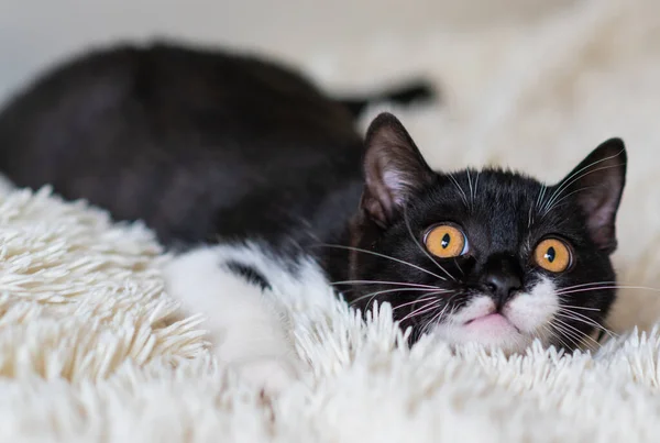 Bicolor Británico Taquigrafía Gatito Negro Blanco Gato Emociones Graciosas Enfoque — Foto de Stock