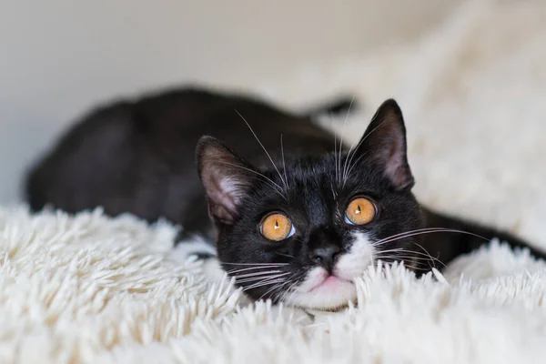 Bicolor Britânico Gatinho Shorthair Gato Preto Branco Emoções Engraçadas Foco — Fotografia de Stock