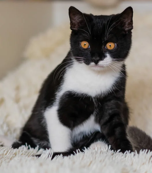 Bicolor Británico Taquigrafía Gatito Negro Blanco Gato Emociones Graciosas Enfoque — Foto de Stock