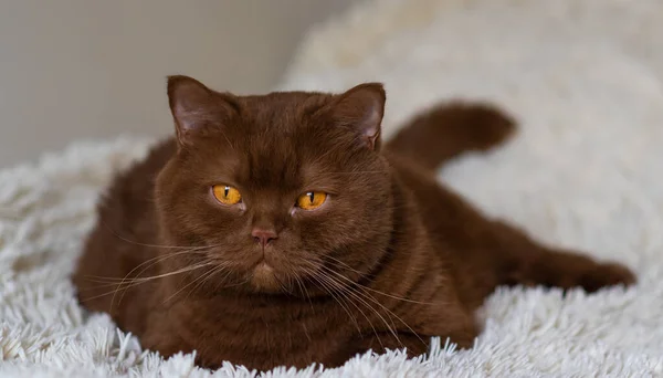 Ritratto Grosso Pelo Corto Inglese Gatto Bruno Colore Della Cannella — Foto Stock