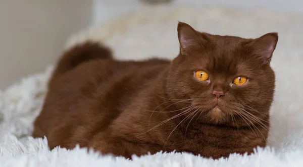 Porträt Der Großen Britischen Kurzhaarfrisur Braune Katze Zimtfarbe — Stockfoto