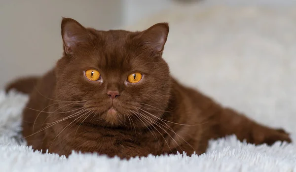 Ritratto Grosso Pelo Corto Inglese Gatto Bruno Colore Della Cannella — Foto Stock