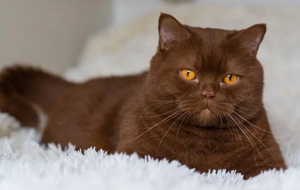 Büyük İngiliz kısa saç portresi, kahverengi kedi. Tarçın rengi.