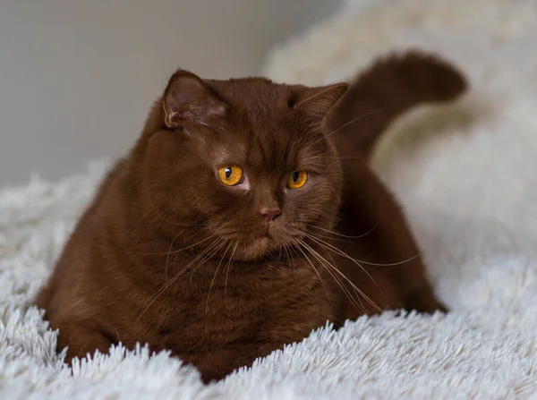 Retrato Pelo Corto Británico Grande Gato Marrón Color Canela —  Fotos de Stock