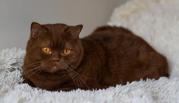 大个子英国短发的画像 棕色的猫 肉桂色 — 图库照片