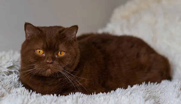 Büyük Ngiliz Kısa Saç Portresi Kahverengi Kedi Tarçın Rengi — Stok fotoğraf