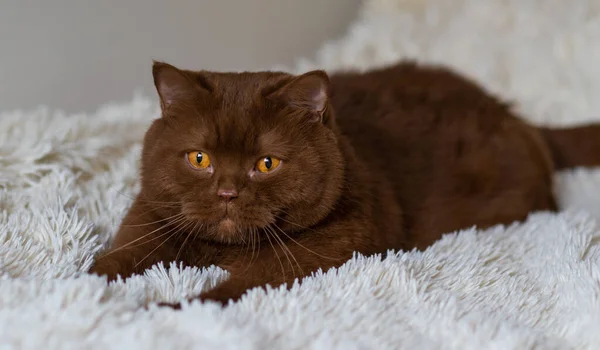 Retrato Cabelo Curto Britânico Grande Gato Marrom Cor Canela — Fotografia de Stock