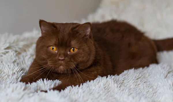 Portrait Big British Short Hair Brown Cat Cinnamon Color — Stock Photo, Image