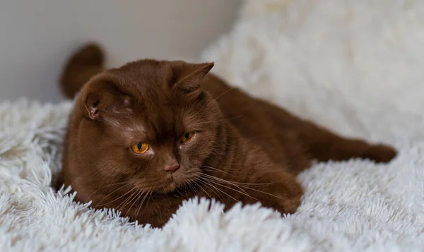 Ritratto Grosso Pelo Corto Inglese Gatto Bruno Colore Della Cannella — Foto Stock