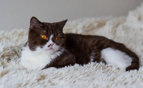 Retrato Gato Británico Enojado Shothair Bicolor — Foto de Stock