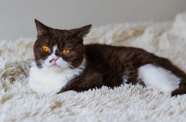 Retrato Gato Británico Enojado Shothair Bicolor —  Fotos de Stock
